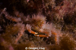 Hairy.  A crevice spider crab hides on the reef at Anacap... by Douglas Klug 